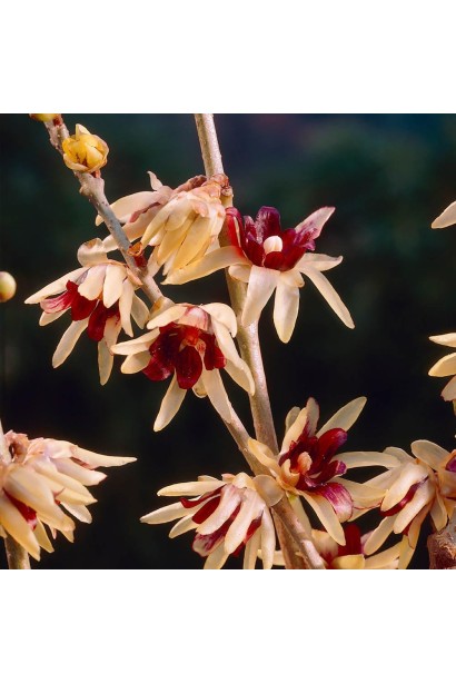 Хімонант ранній в ландшафті